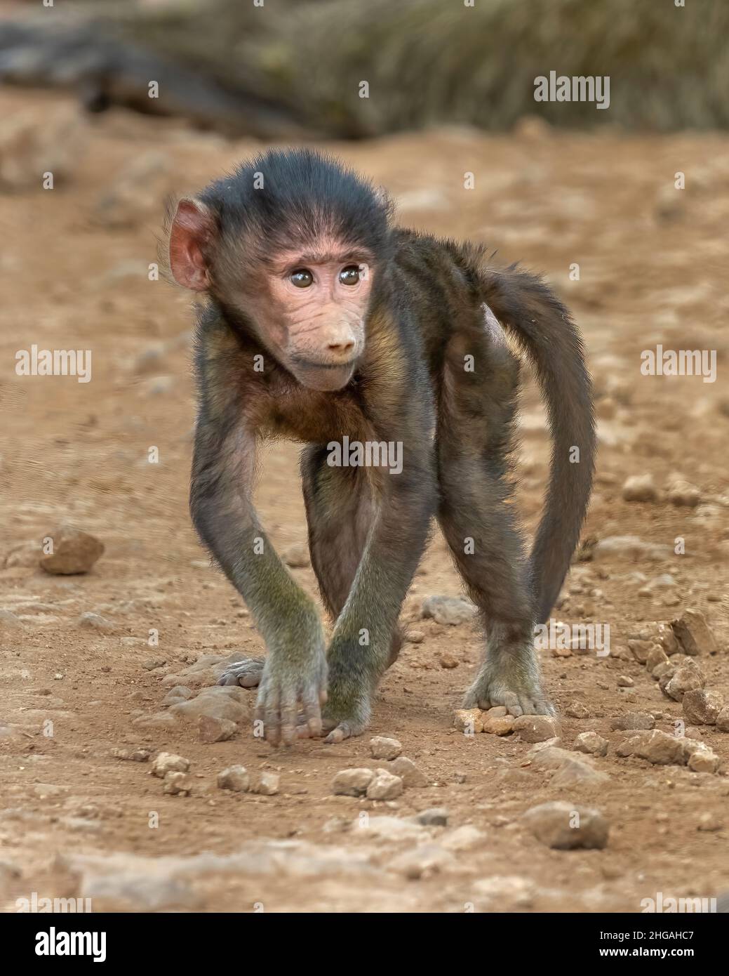 Baby olive baboon (Papio anubis) playing, Ngorongoro Crater, Tanzania, Africa Stock Photo