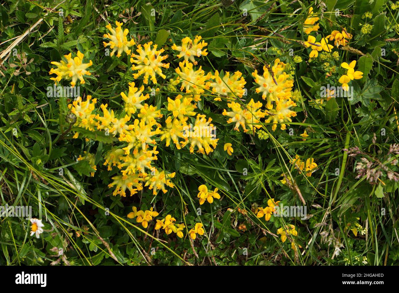 Flowers on an alpine meadow at Oetscher in Austria,Europe Stock Photo