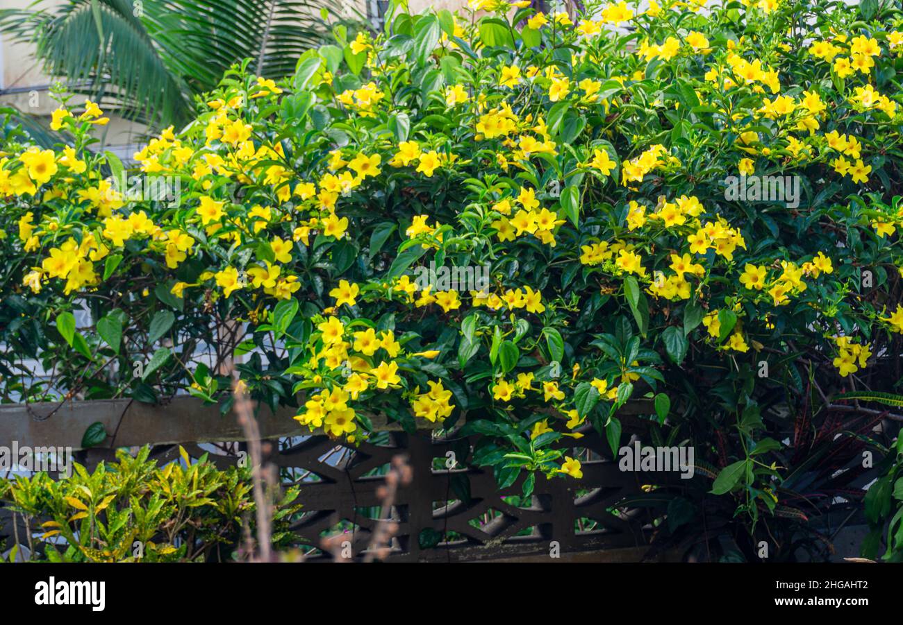 Alamanda flowers of the Apocynaceae family. Golden trumpet. Alamanda cathartica Stock Photo