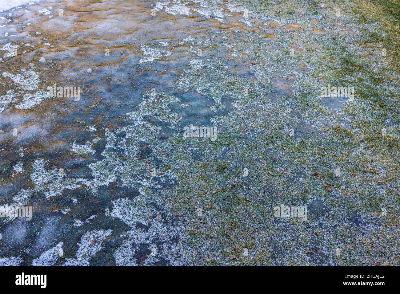 Beautiful view of texture grass peeking out from under ice. Winter ...