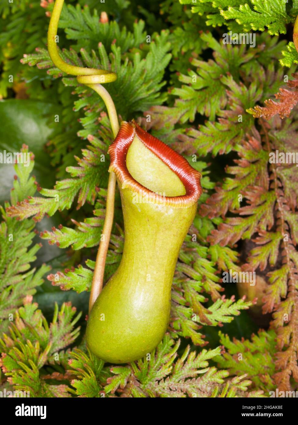 Monkey cup pitcher - Nepenthes cultivar Stock Photo - Alamy