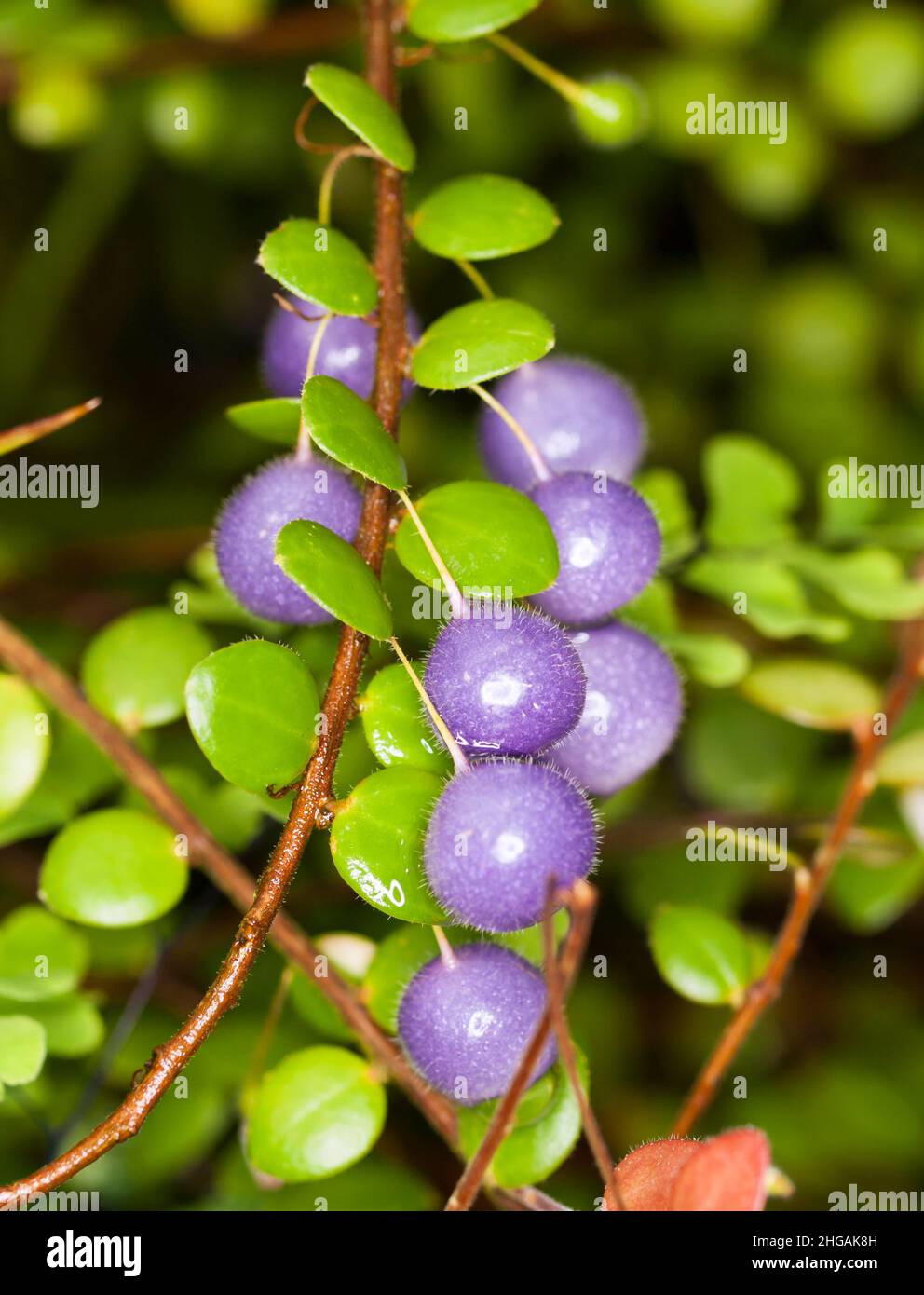 Berries of sphyropermum ellipticum Stock Photo