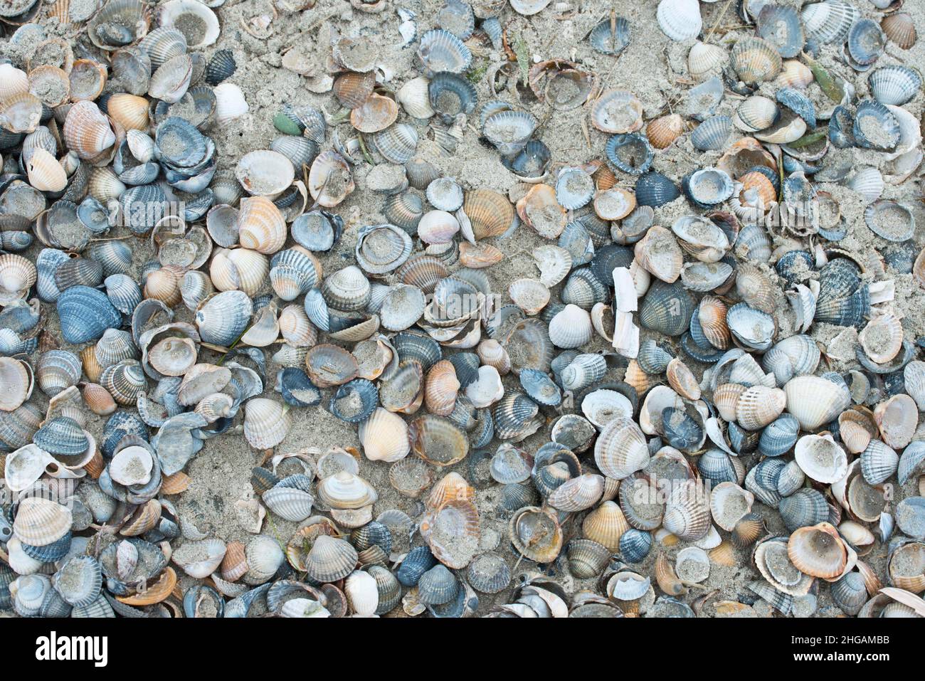 Mussel shells, common cockle (Cerastoderma edule) on the beach