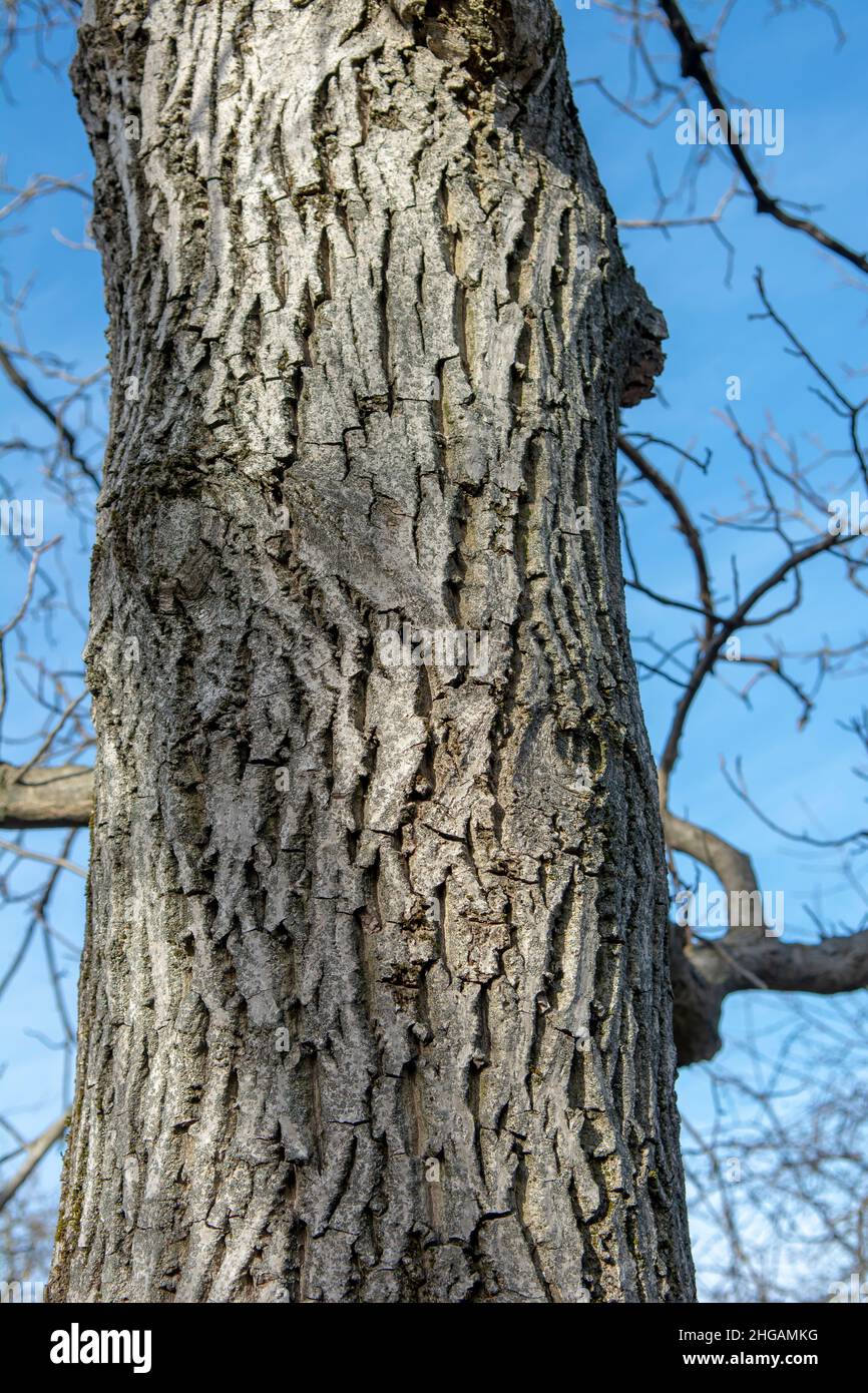 Walnut tree (Juglans regia) trunk.The tree i also known as Persian, Carpathian, English, Madeira or Common walnut. Detail of a bark. Close up. Stock Photo