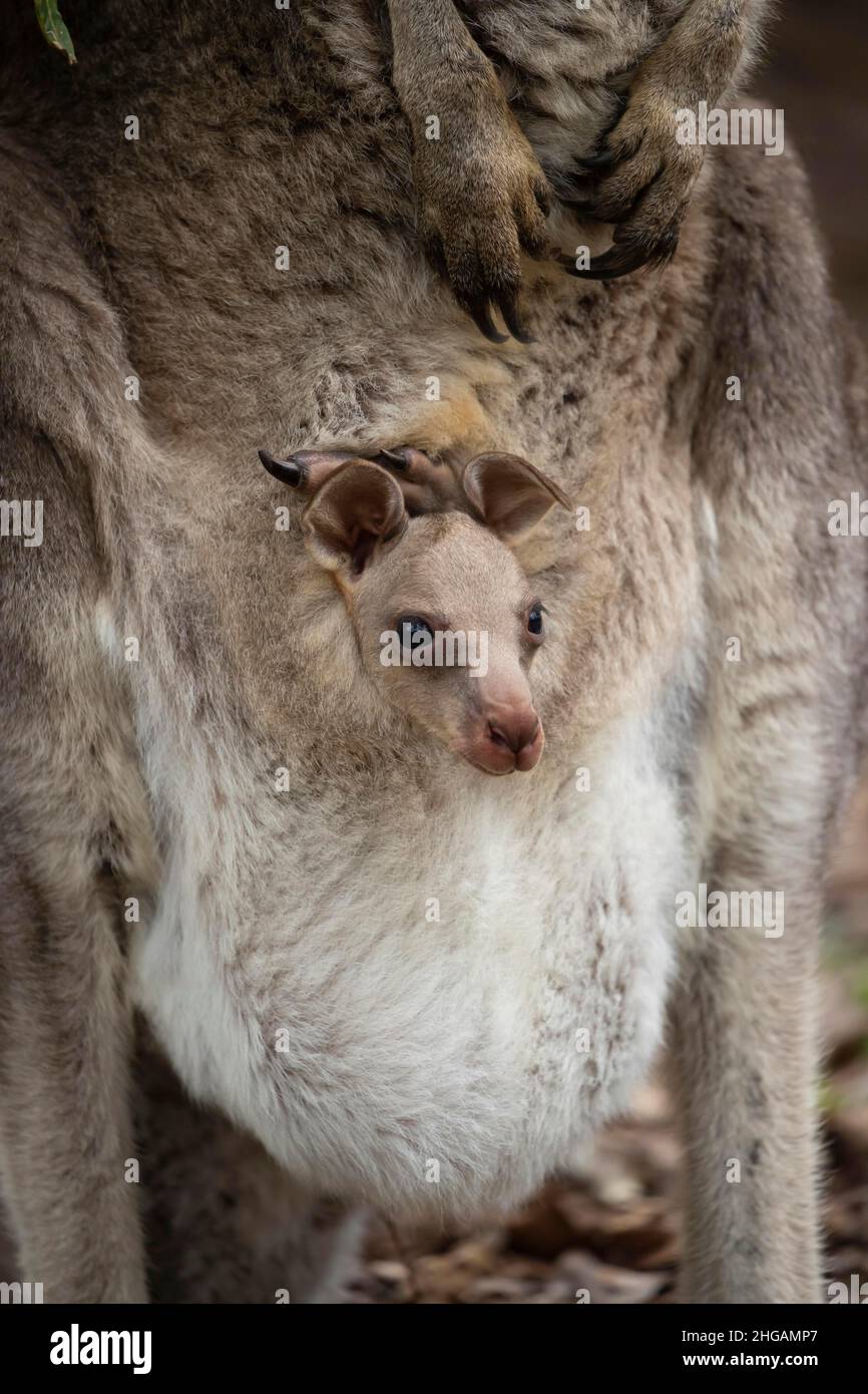 Eastern grey kangaroo (Macropus giganteus) juvenile baby joey in it's mothers pouch, Victoria, Australia Stock Photo