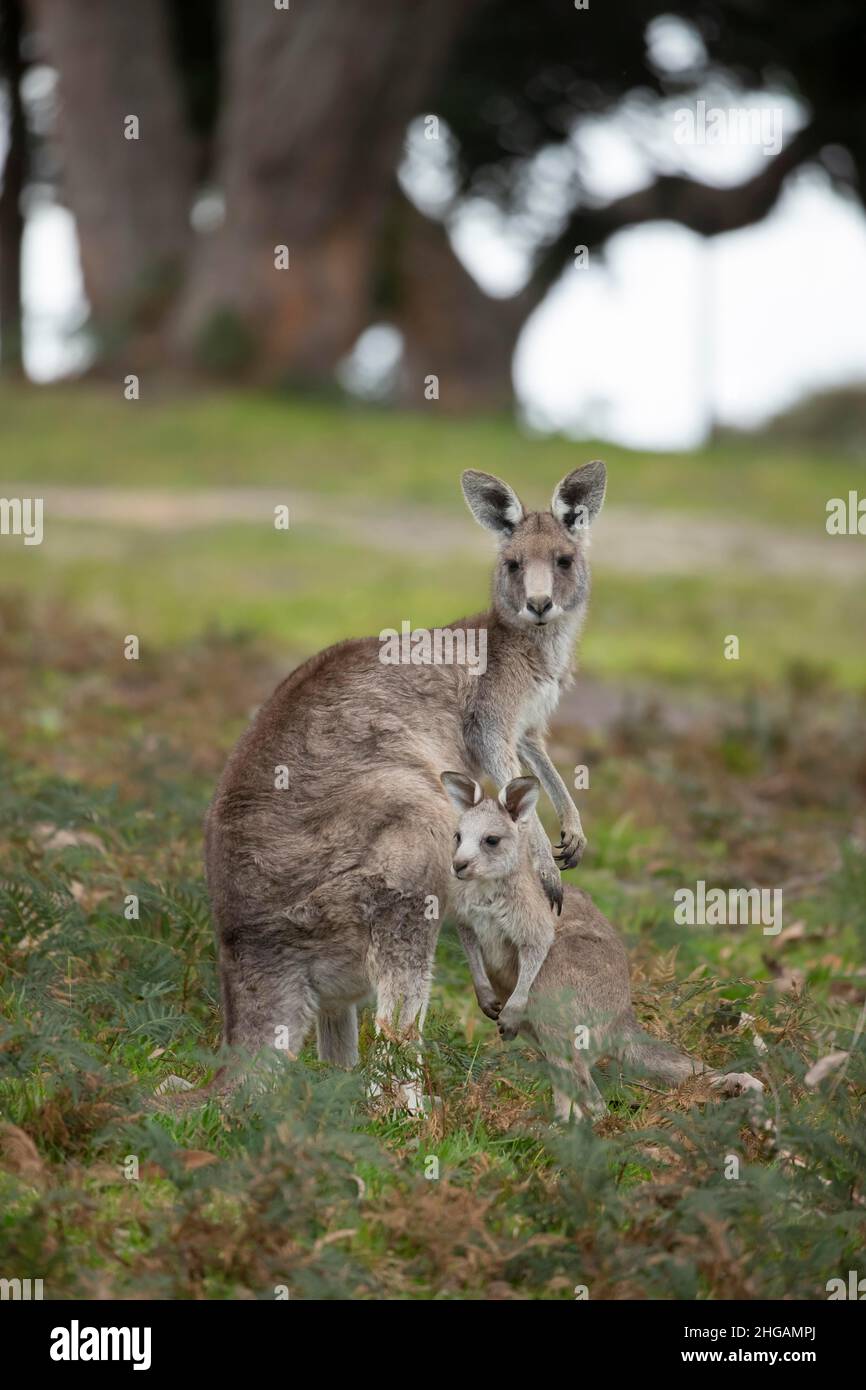 Eastern grey kangaroo (Macropus giganteus) adult female with a juvenile baby joey, Victoria, Australia Stock Photo