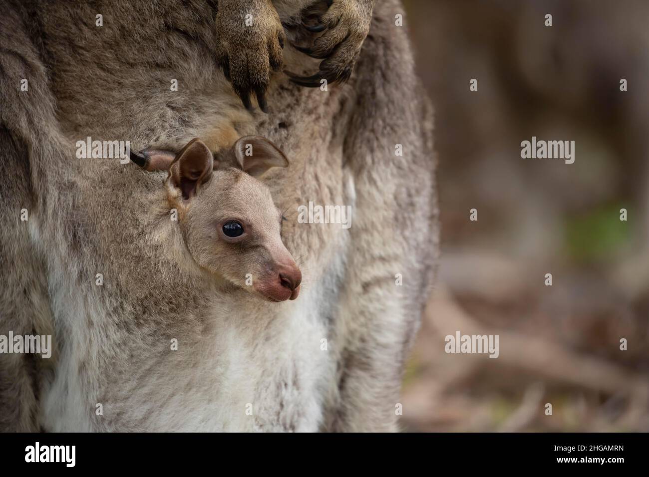 Eastern grey kangaroo (Macropus giganteus) juvenile baby joey in it's mothers pouch, Victoria, Australia Stock Photo