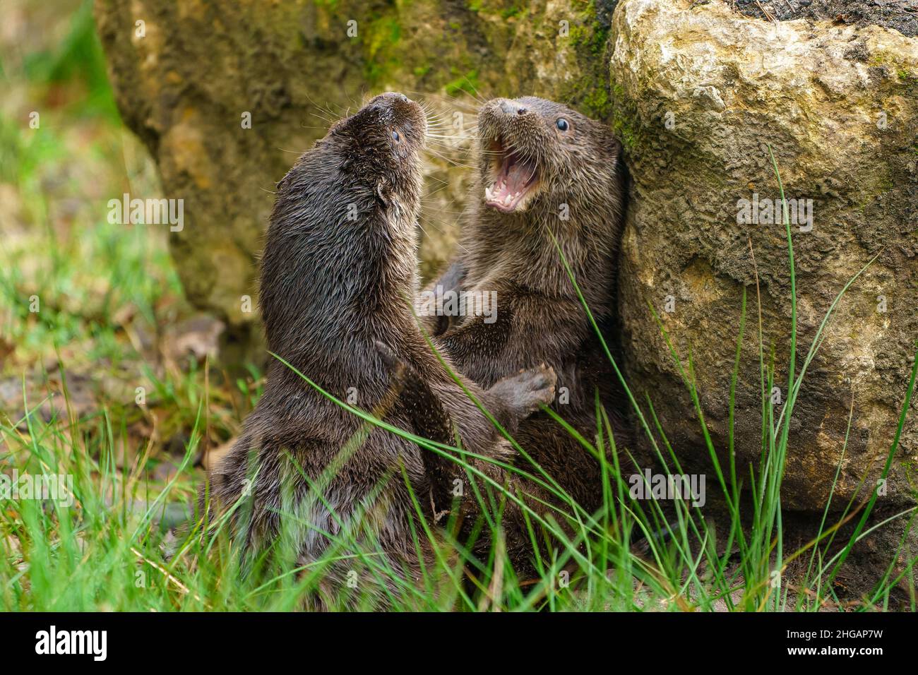 Two young european otter (Lutra lutra), playing on a rock, captive Stock Photo