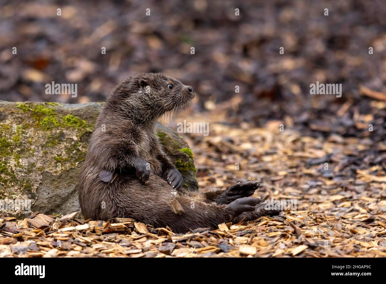 European otter (Lutra lutra) juvenile sitting, captive Stock Photo