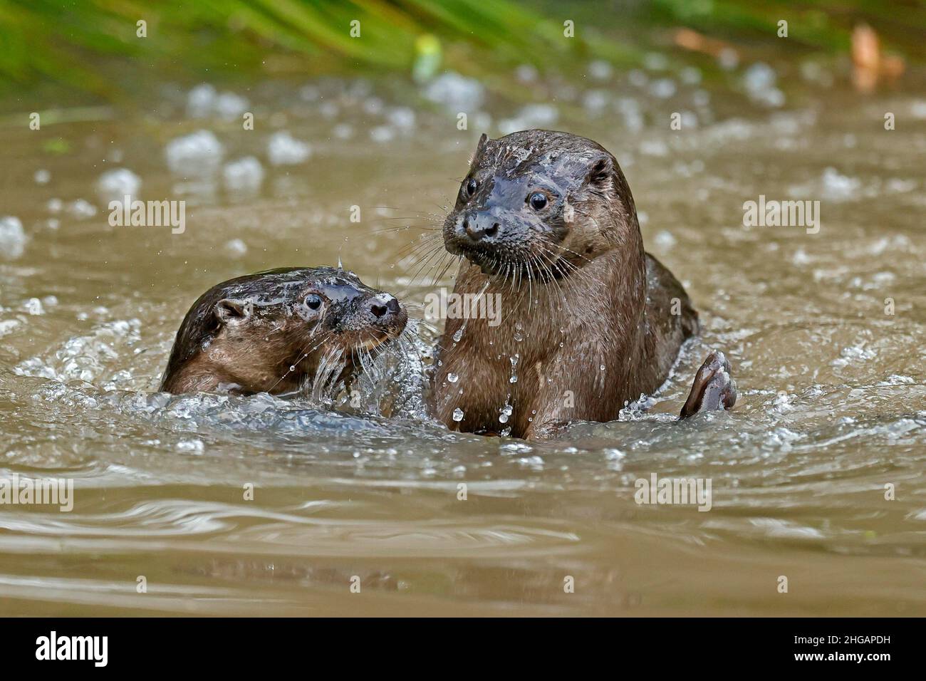 Two young european otter (Lutra lutra), playing in a pond, captive Stock Photo