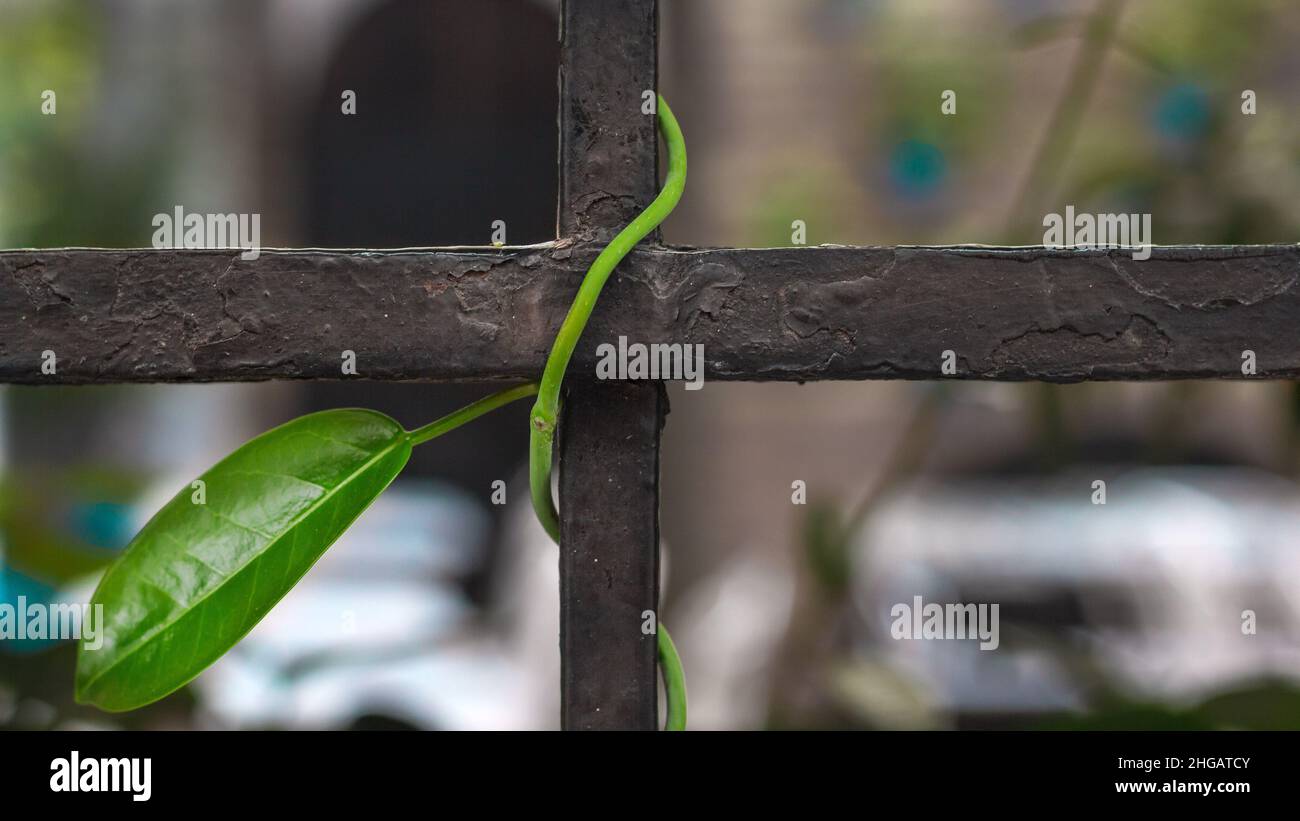 Brote de una planta con una hoja enredada en una verja antigua de metal en Córdoba, España Stock Photo