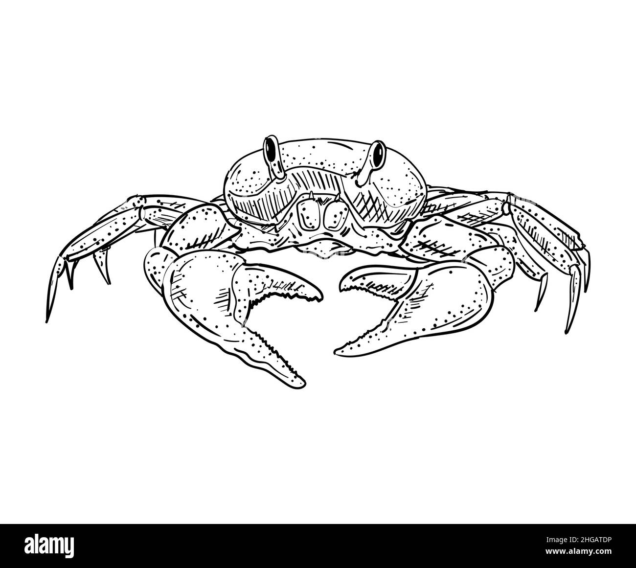 Crab hand drawing sketch. linear sea cance. Vector illustration Stock ...