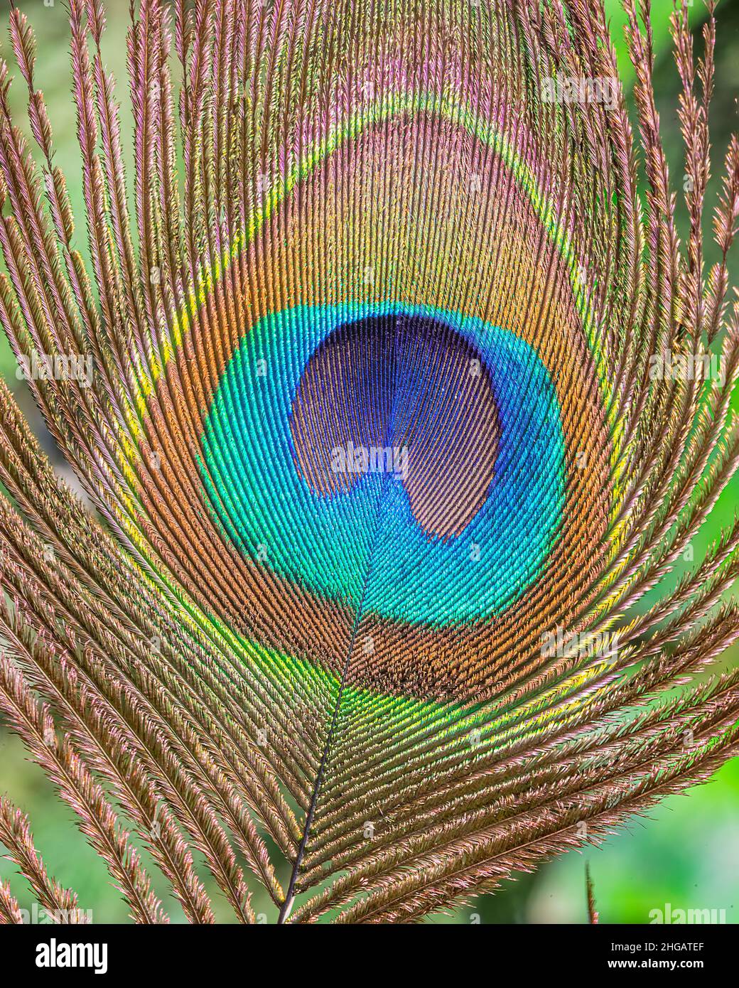 The triangle of peacock feather in its colorful glory Stock Photo - Alamy
