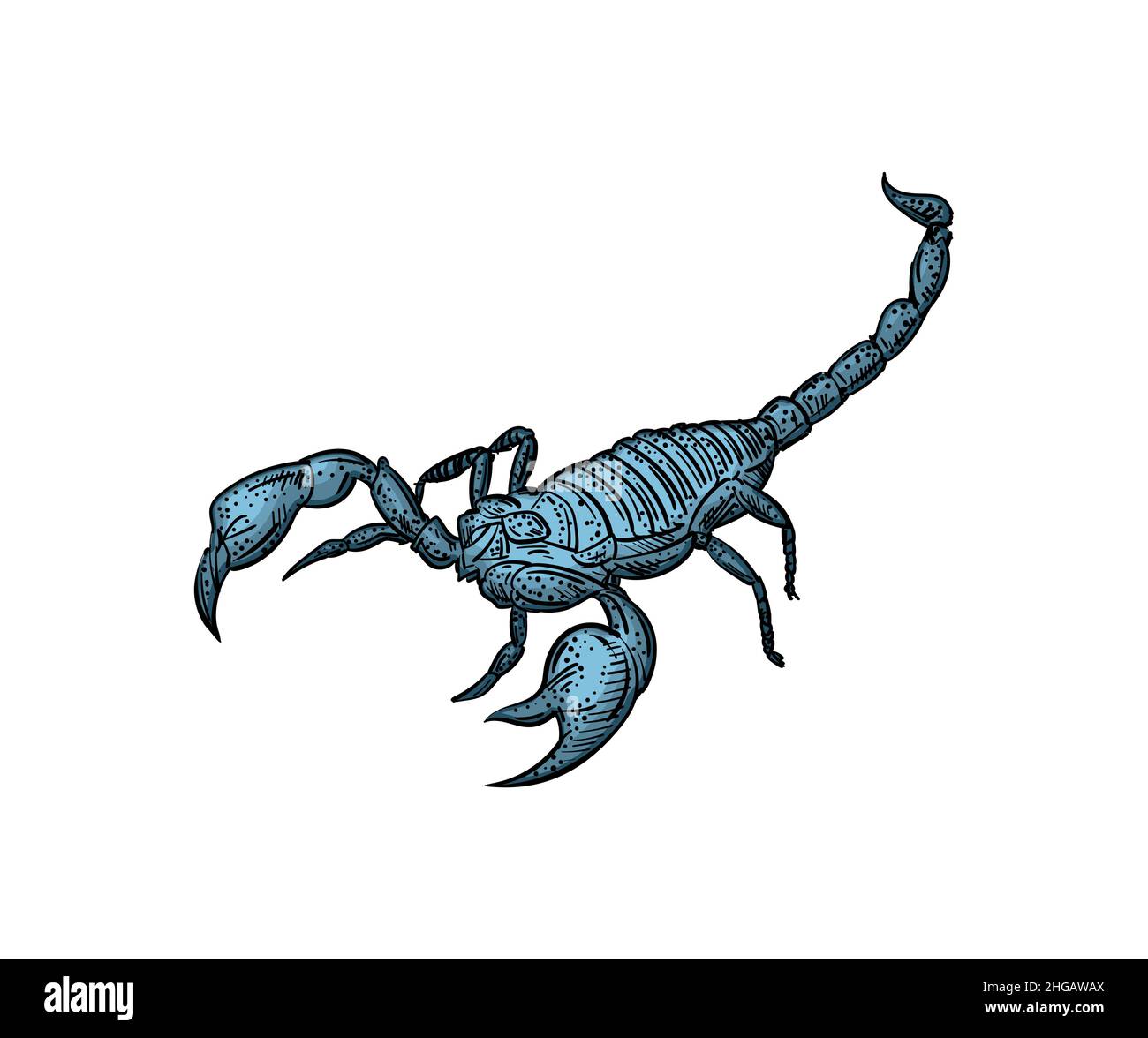 Scorpion Sketch Tattoo Vector Images over 300