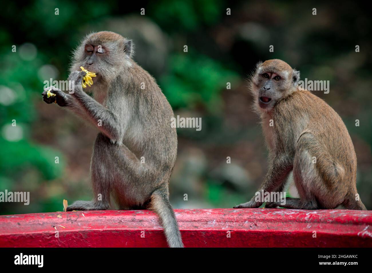 Two monkeys from the Macaque species are eating flowers and fruits