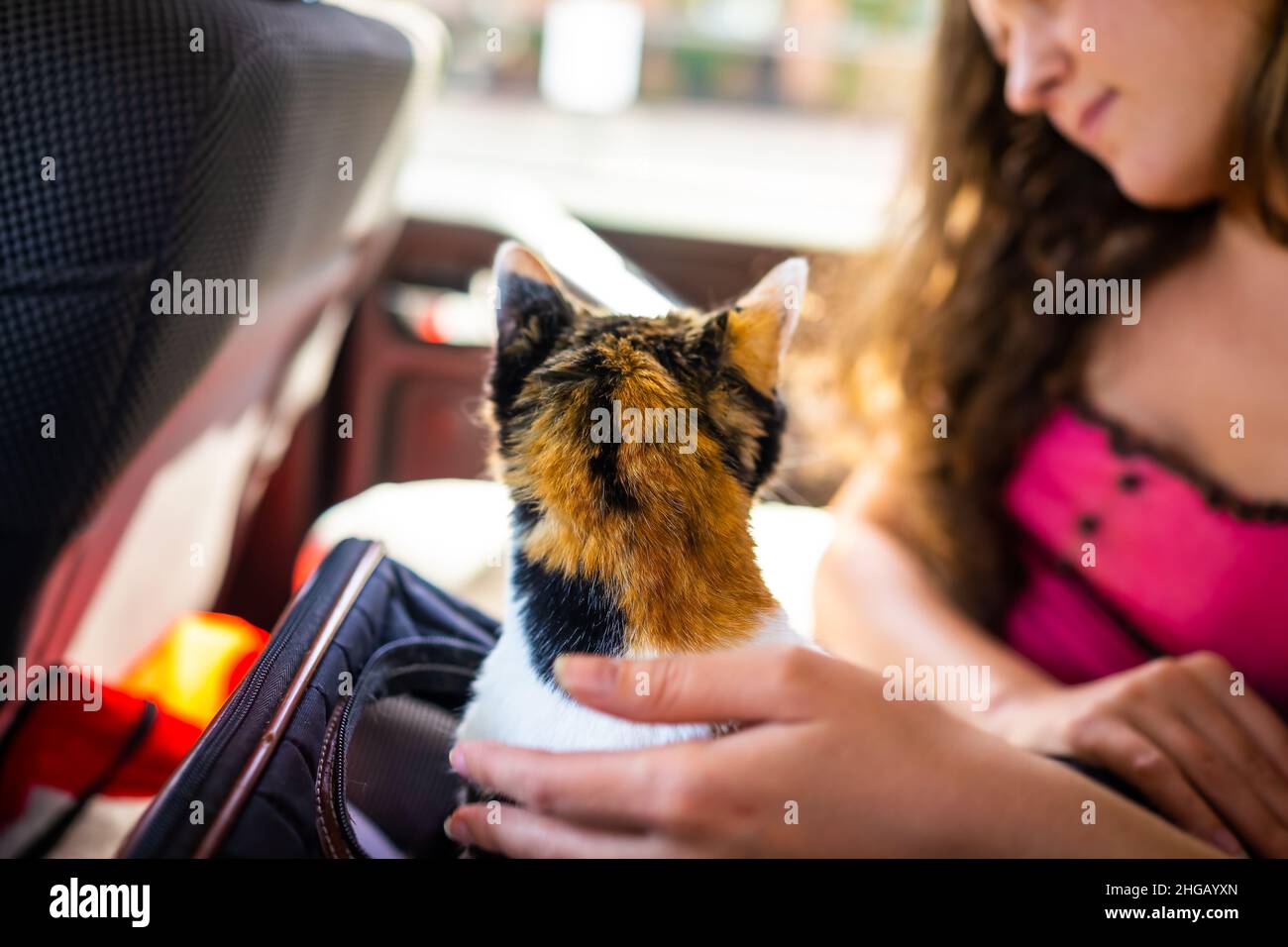 Young woman girl petting calico senior cat in portable travel carrier cage riding in car vehicle for adoption or health veterinarian visit for emergen Stock Photo