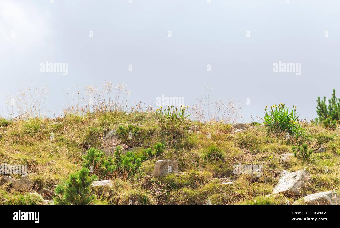 Earth day background, green wild grasses on earth, close up of mountain ridge against a blue sky seen from a low point of view, earth day concept Stock Photo