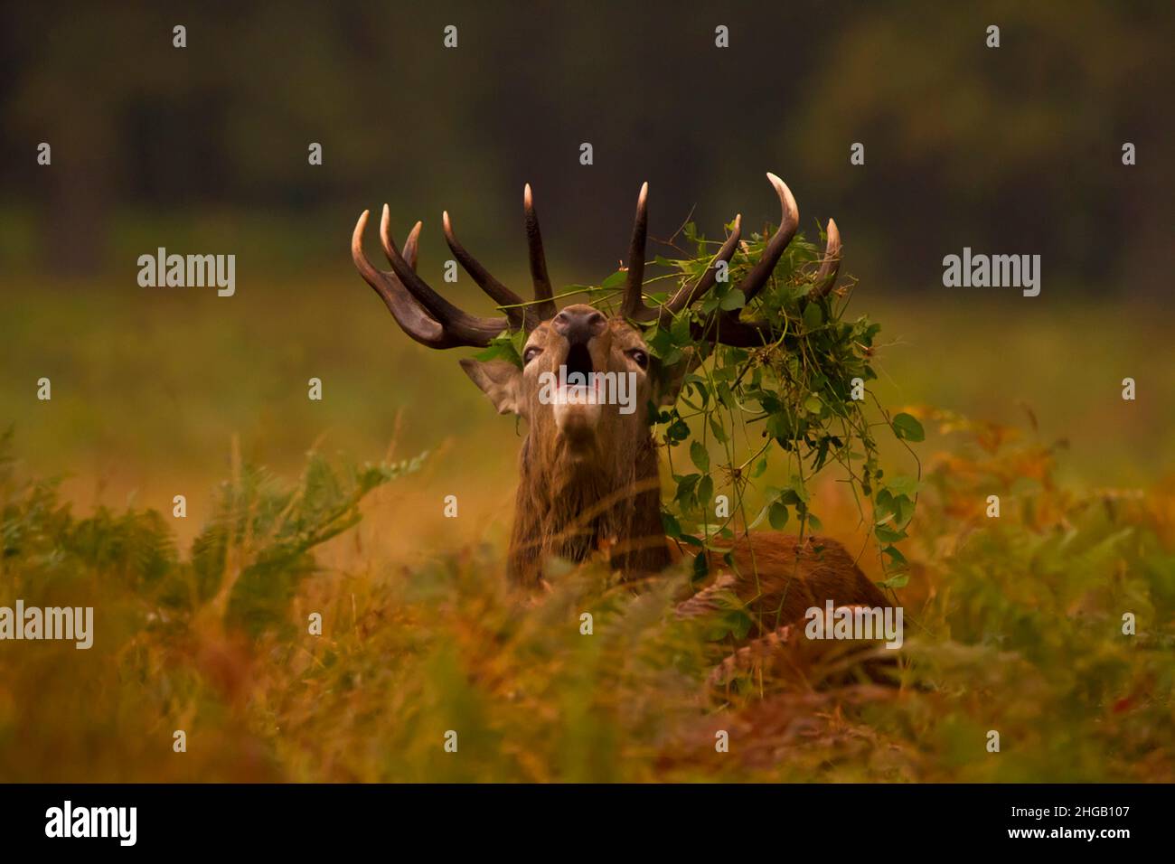Bellowing, roaring red deer stag, deer stag (cervus elaphus) during rut, Richmond park, UK Stock Photo
