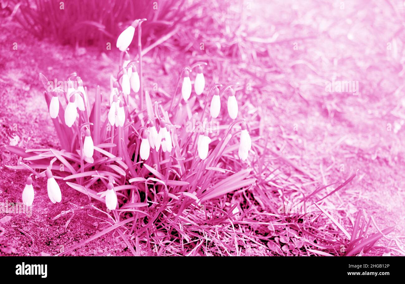Snowdrop spring flowers. Delicate snow drop flower one of spring symbols telling us winter is leaving and spring come. Stock Photo