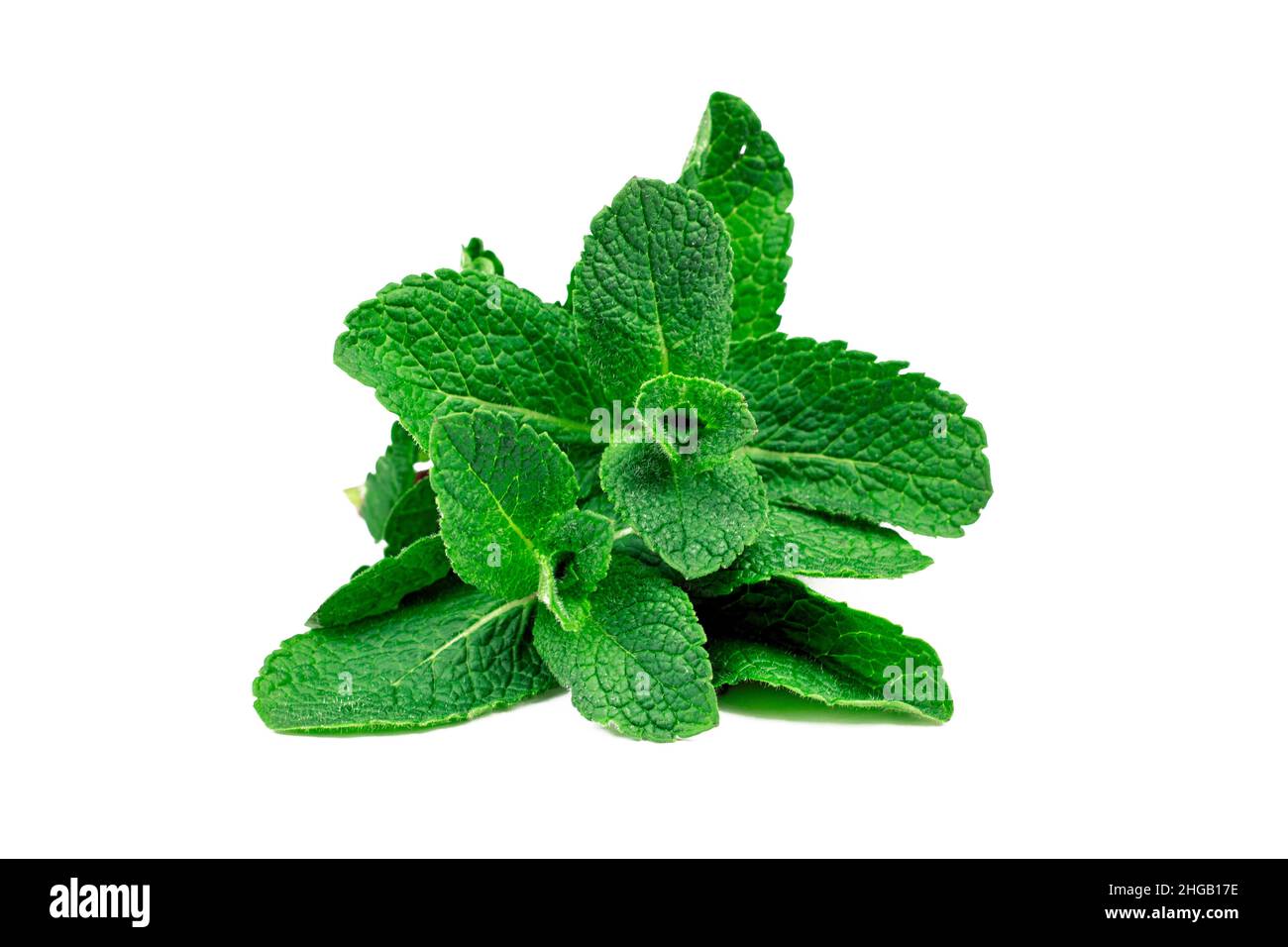 Fresh mint leaves bundle. Green mint bunch isolated on white background