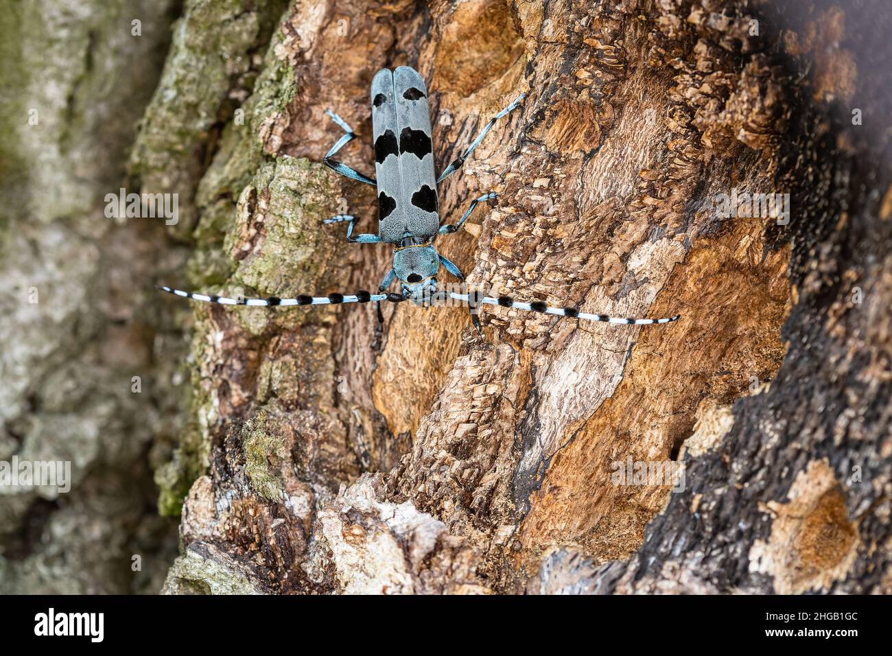 Close up image of the Alpine Longicorn, a blue beetle with black spots, climbing down a beech tree with brown wood and grey bark. Stock Photo