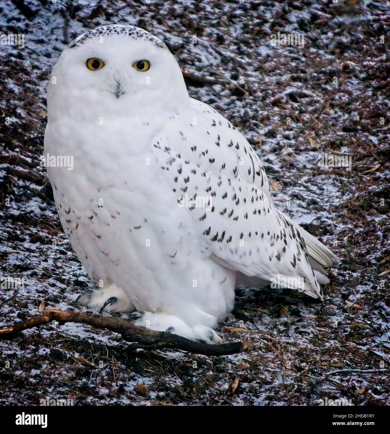 Frosty snowy owl hi-res stock photography and images - Alamy