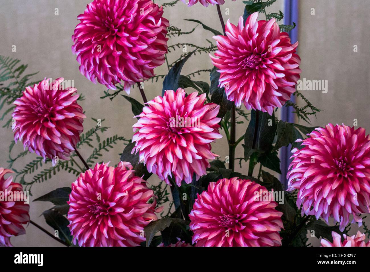 Our grand garden dahlias hi-res stock photography and images - Alamy