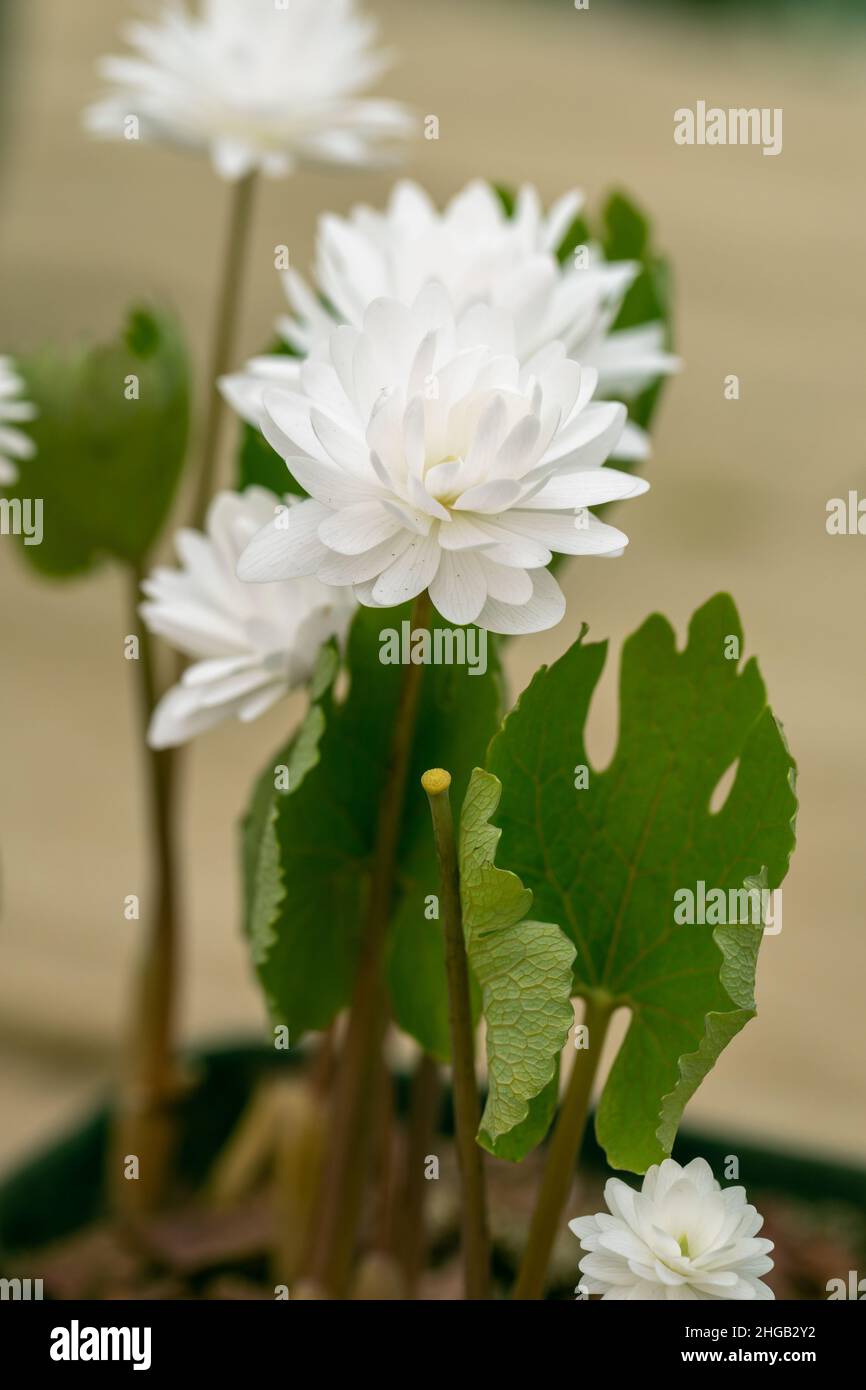 Anemonella thalictroides Kikuzaki White blossoms in the garden in spring Stock Photo
