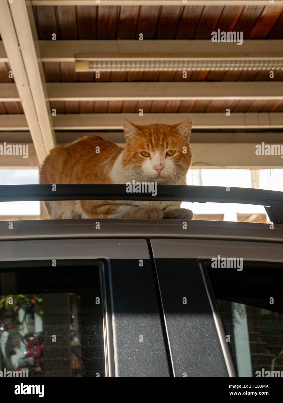 Cat Resting on a Gray Car Roof ina Sunny Day Stock Photo