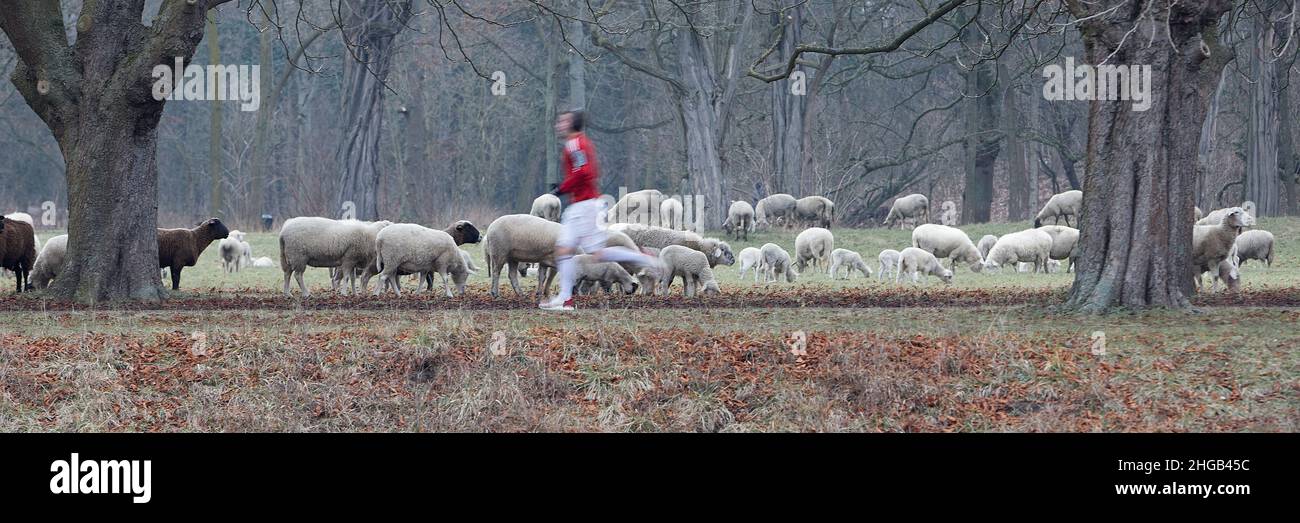 jogging man in front of a herd of sheeps in a park at winter time Stock Photo