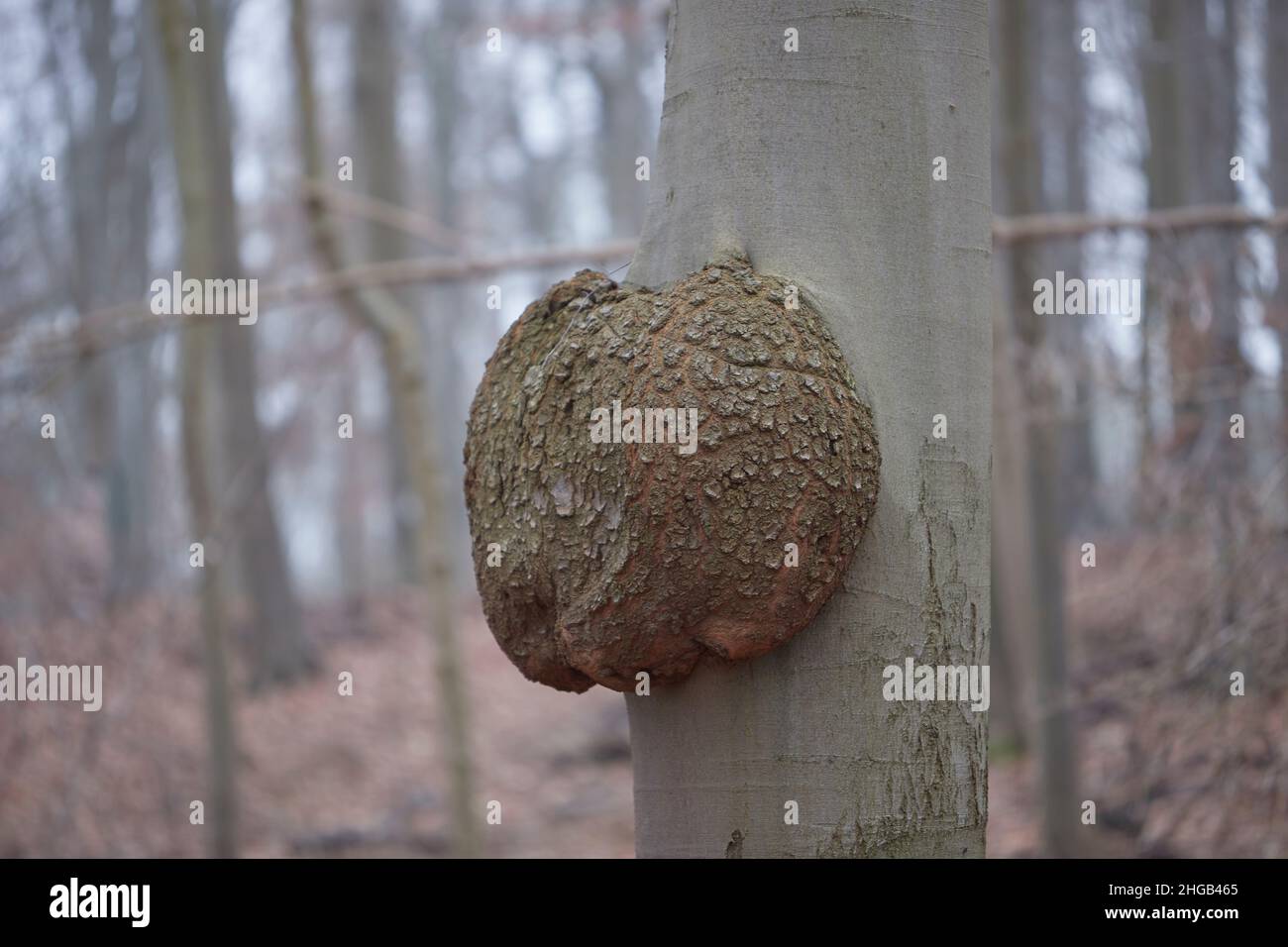 tree cancer, growth on a tree trunk caused by microorganisms such as bacteria Stock Photo