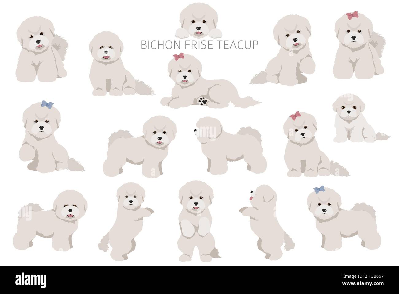 Bichon frise Teacup clipart. Different coat colors and poses set.  Vector illustration Stock Vector