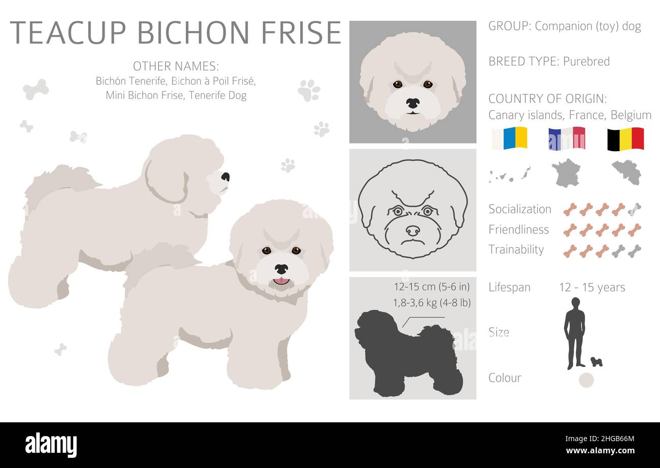 Bichon frise Teacup clipart. Different coat colors and poses set.  Vector illustration Stock Vector