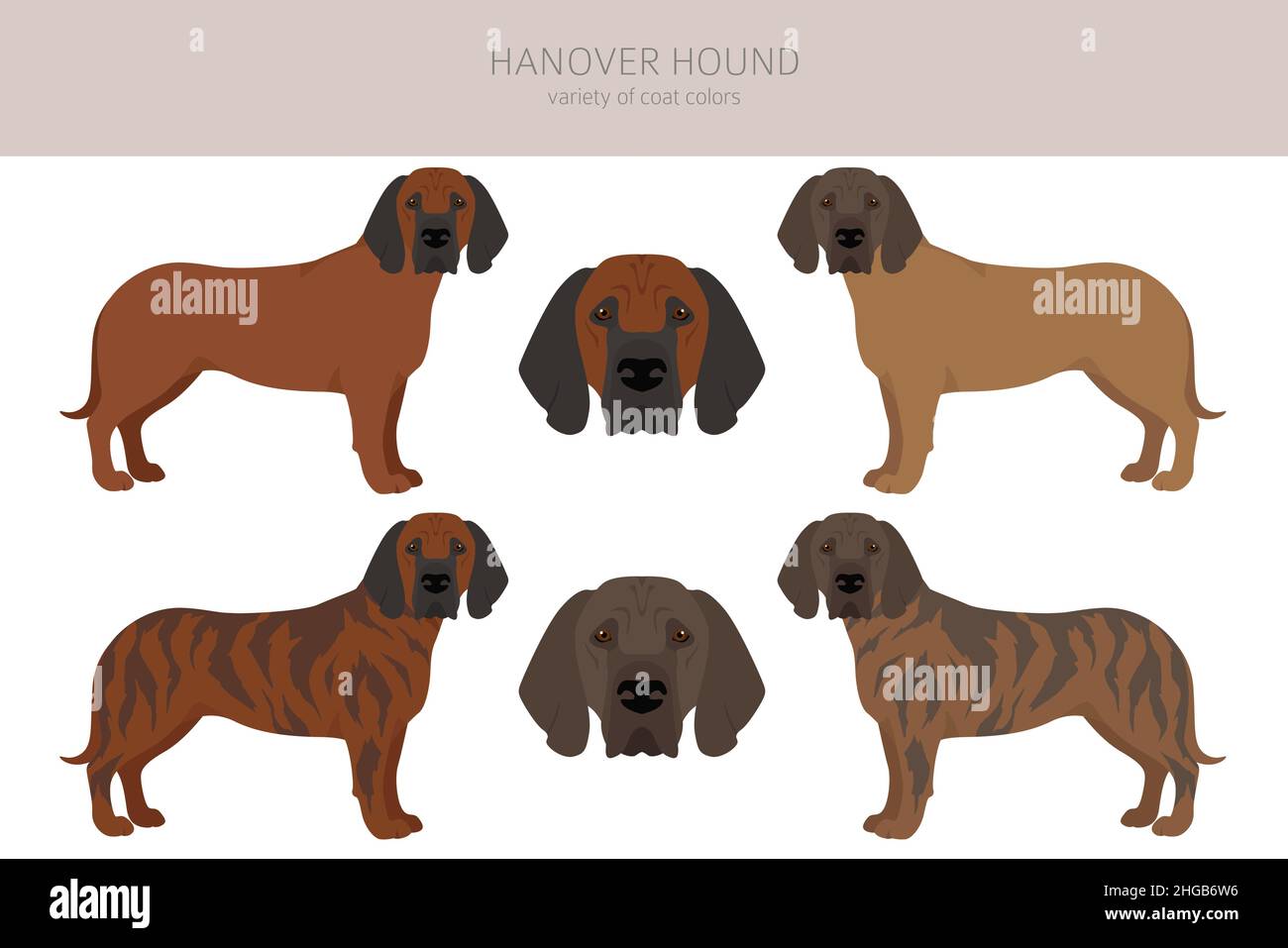 dog; hanover hound, german, hound, brindle, fawn, red, deer, scenthound