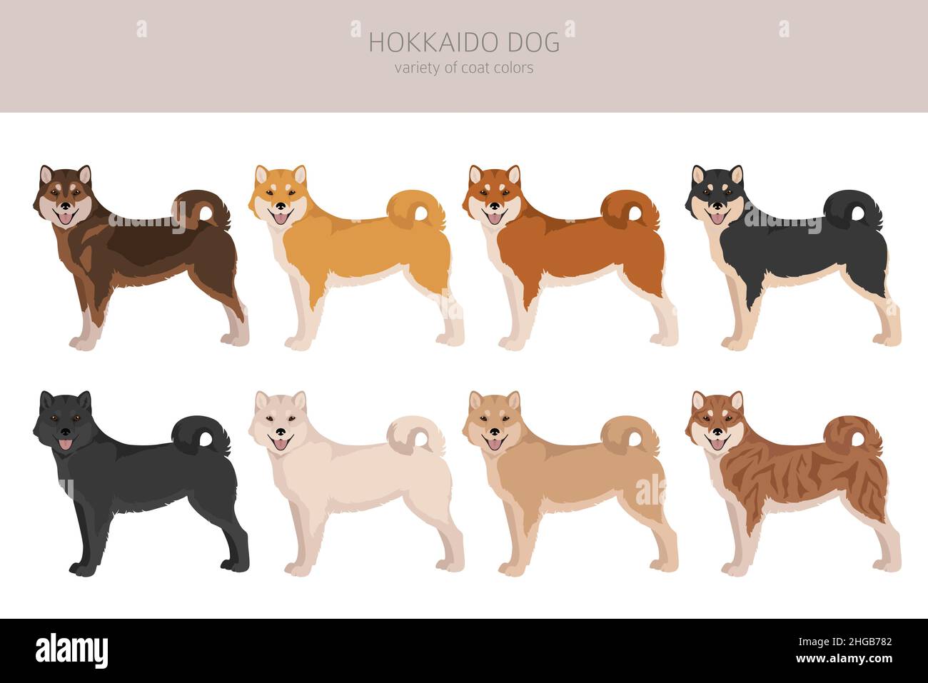 Hokkaido dog, Ainu dog clipart. Different poses, coat colors set.  Vector illustration Stock Vector