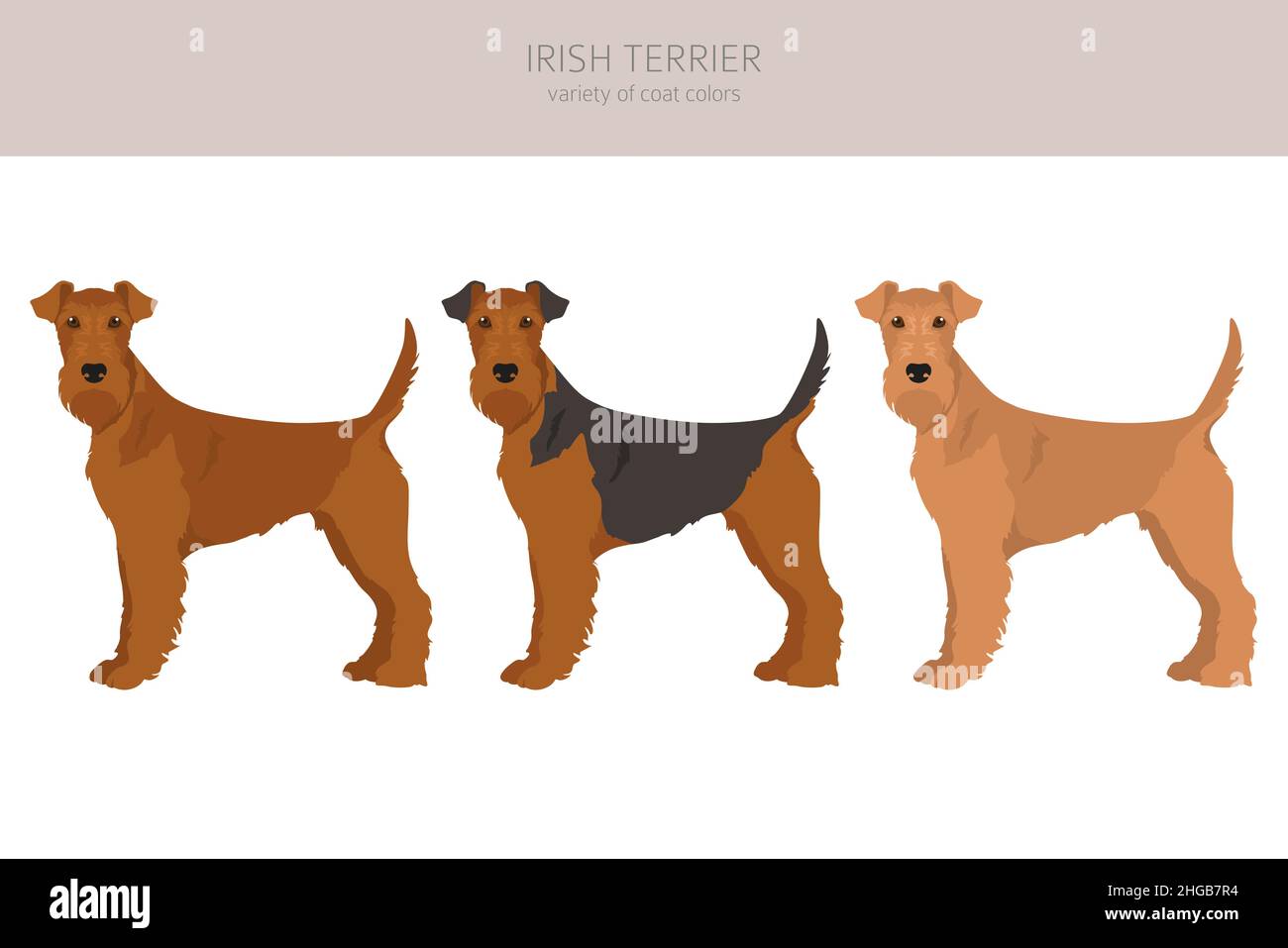 Irish terrier clipart. Different poses, coat colors set. Vector