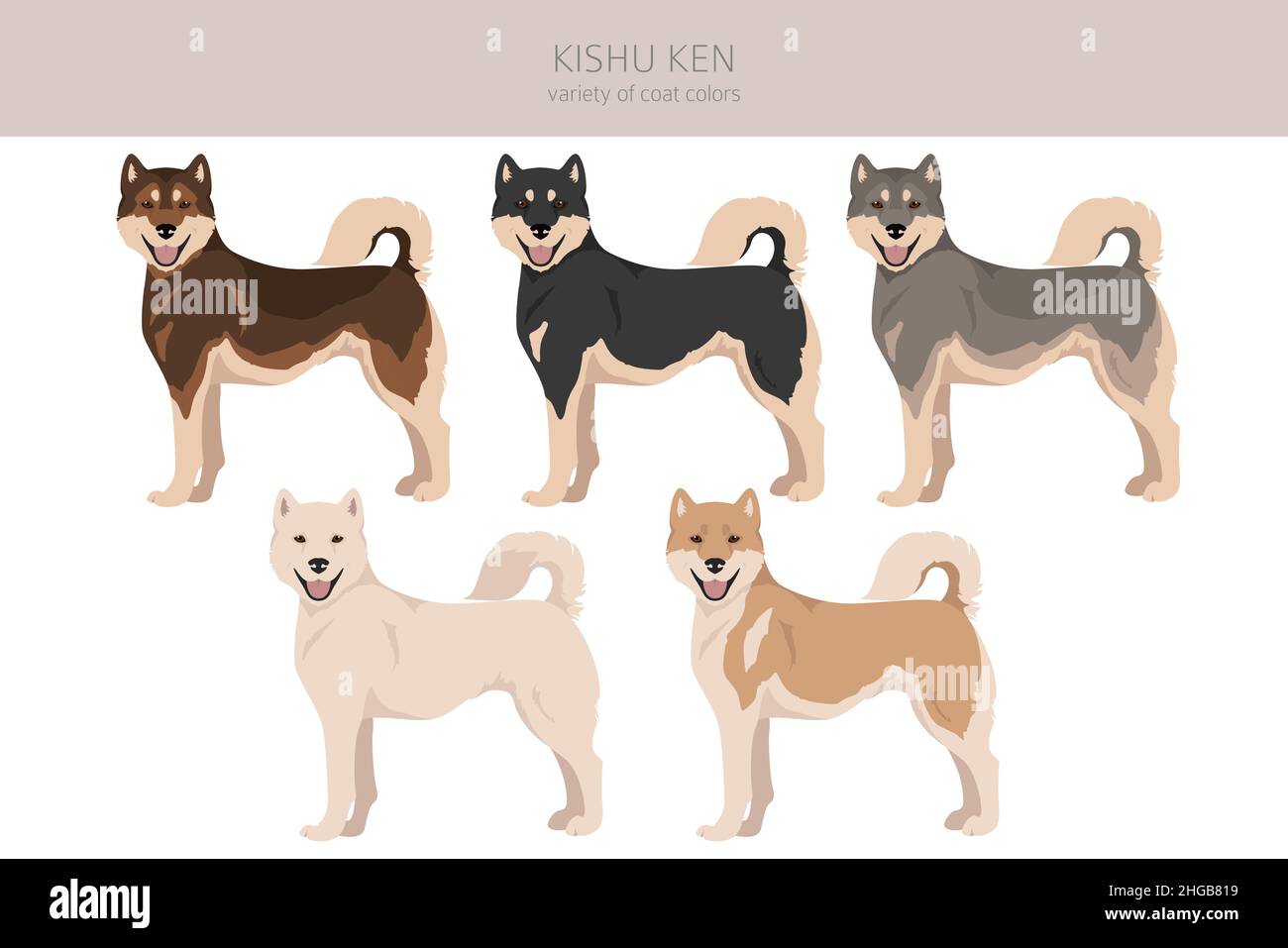 Kishu Ken clipart. Different poses, coat colors set.  Vector illustration Stock Vector