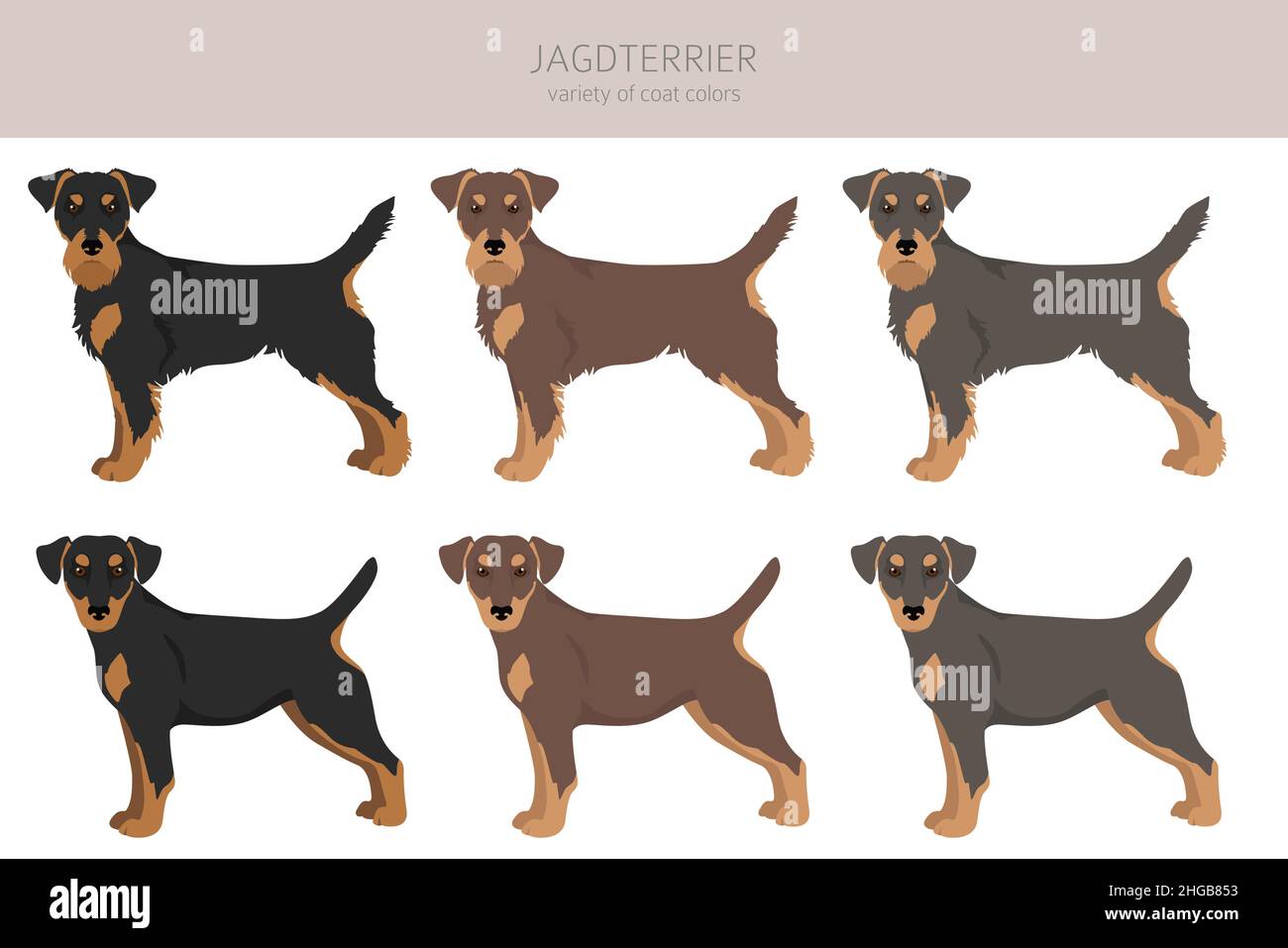 Jagdterrier clipart. Different poses, coat colors set.  Vector illustration Stock Vector