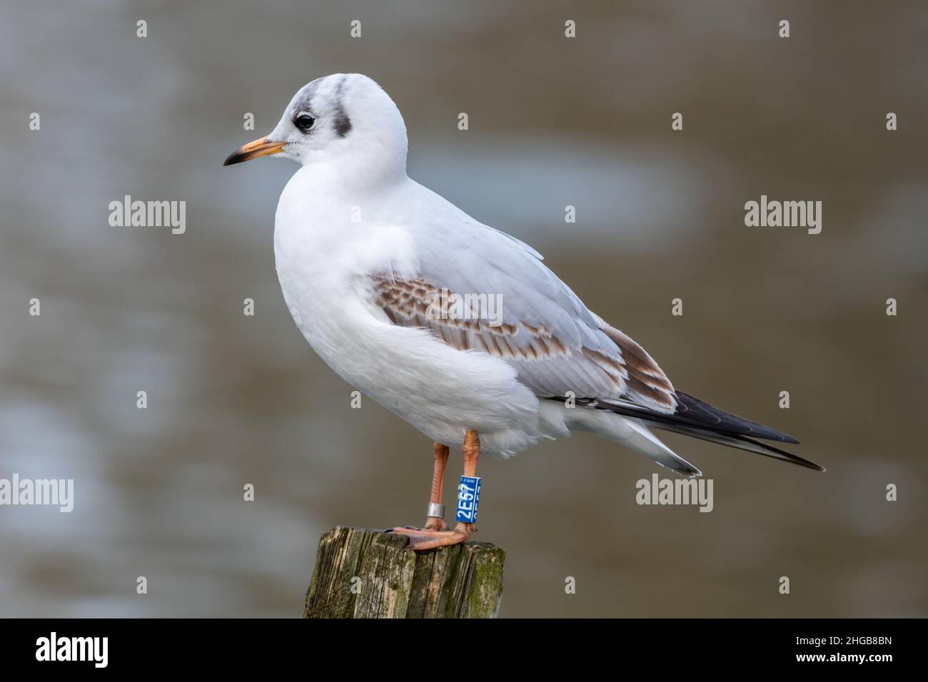 Juvenile Black Headed Gull with blue darvic ring, used to collate data