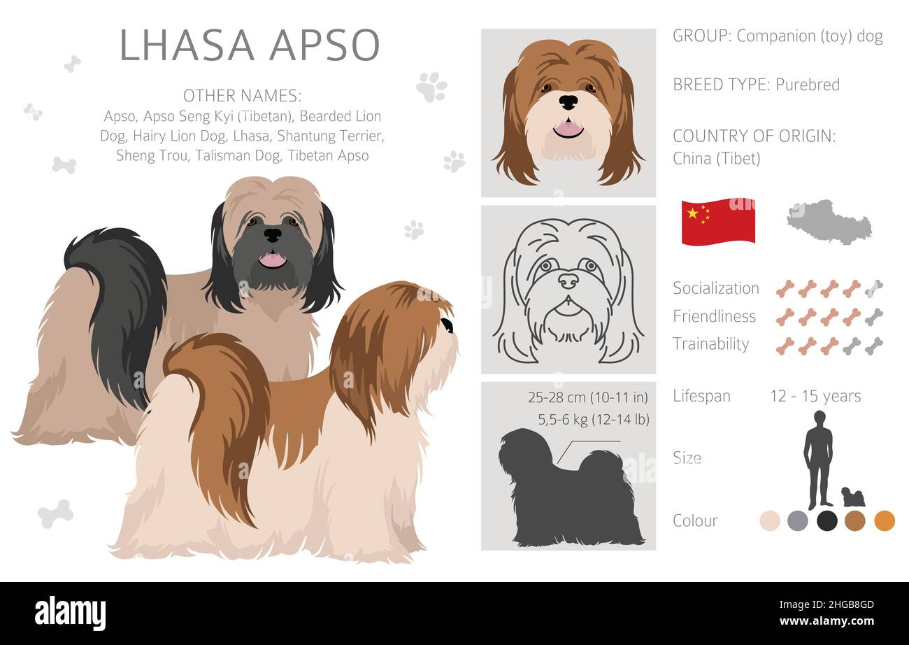 Lhasa Apso clipart. Different poses, coat colors set.  Vector illustration Stock Vector