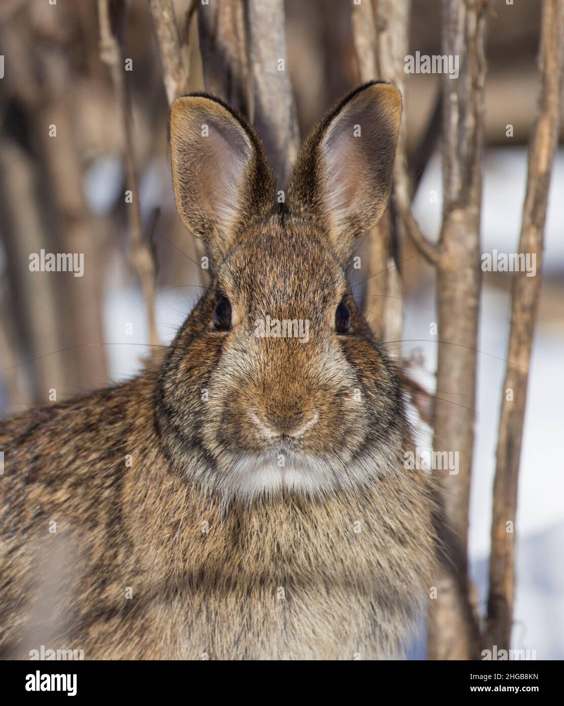 eastern cottontail in Canadian winter Stock Photo - Alamy