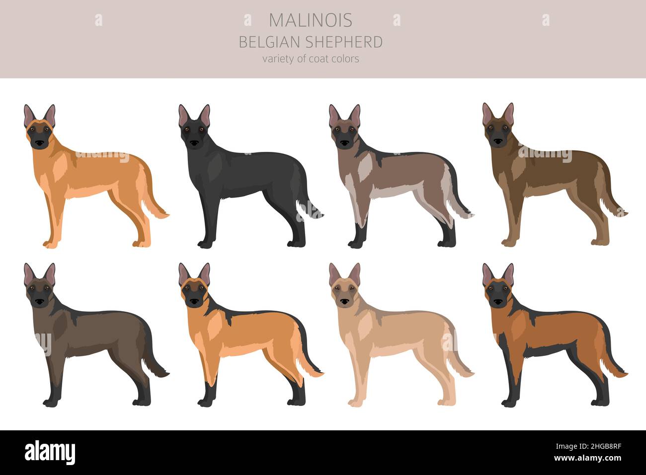 Belgian Malinois Colors And Markings