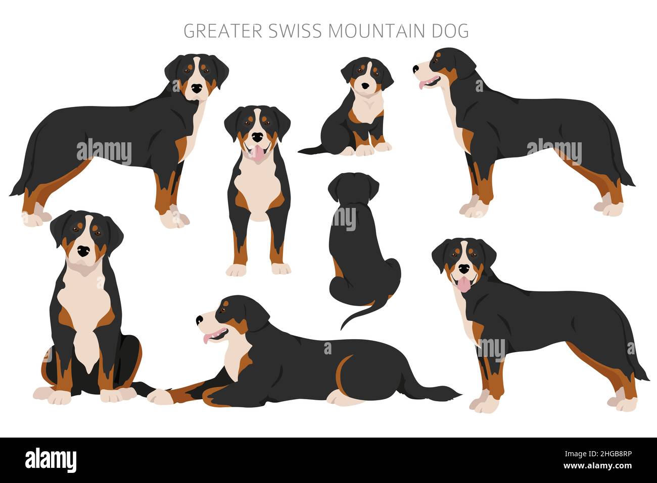 Greater Swiss mountain dog clipart. Different poses, coat colors set.  Vector illustration Stock Vector