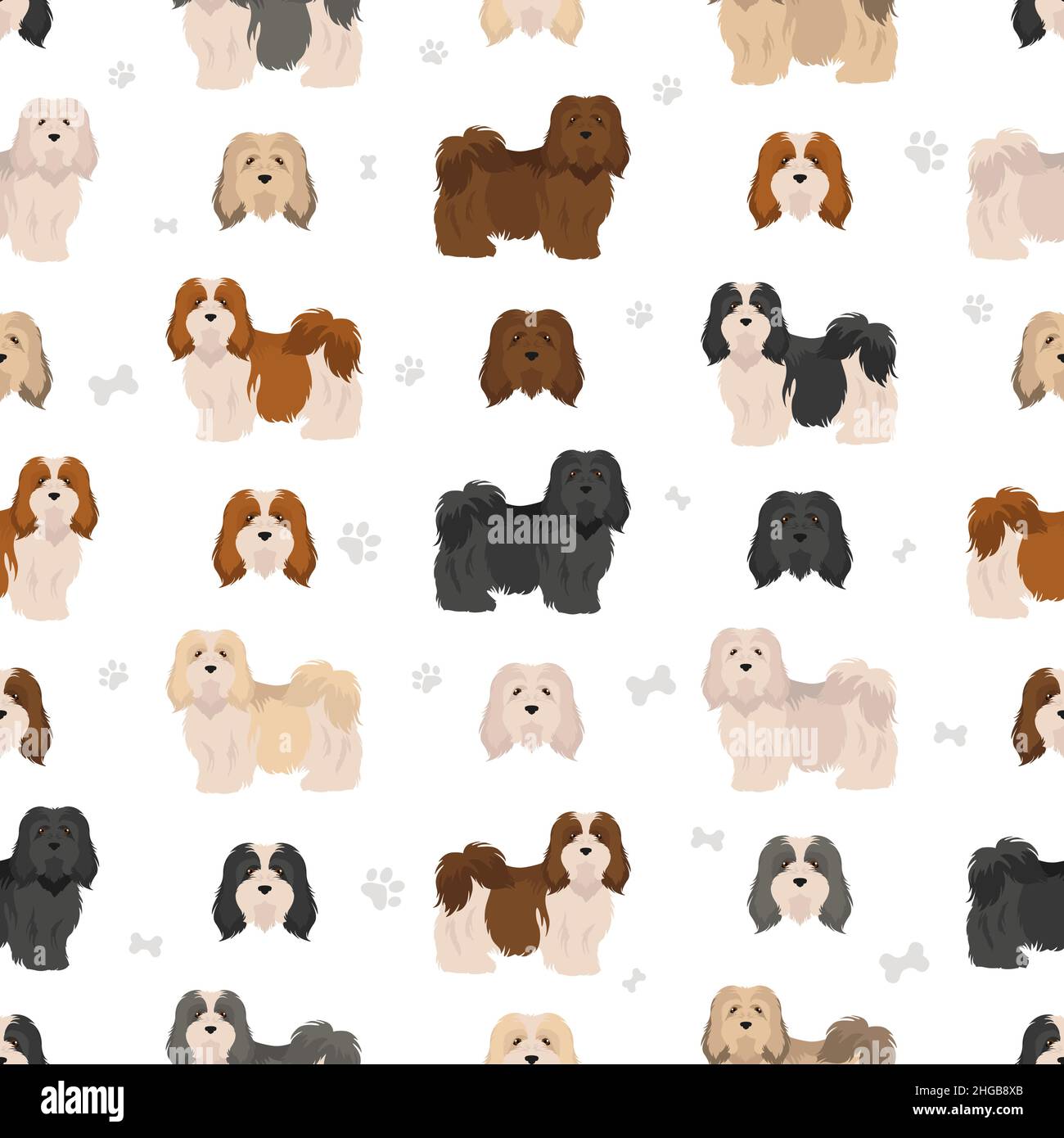 Havanese dog seamless pattern. Different poses, coat colors set. Vector