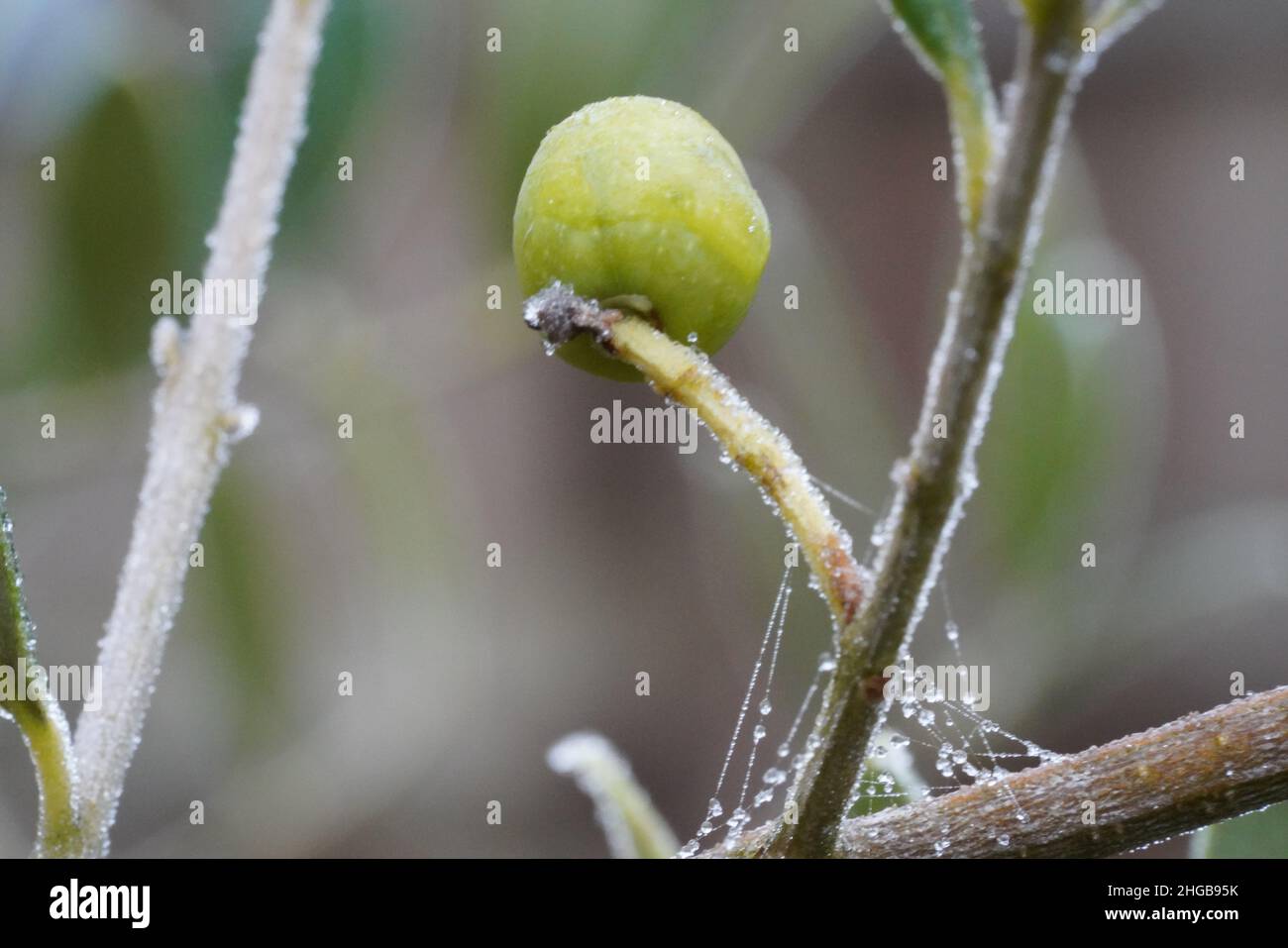 Olive Tree with frost Stock Photo