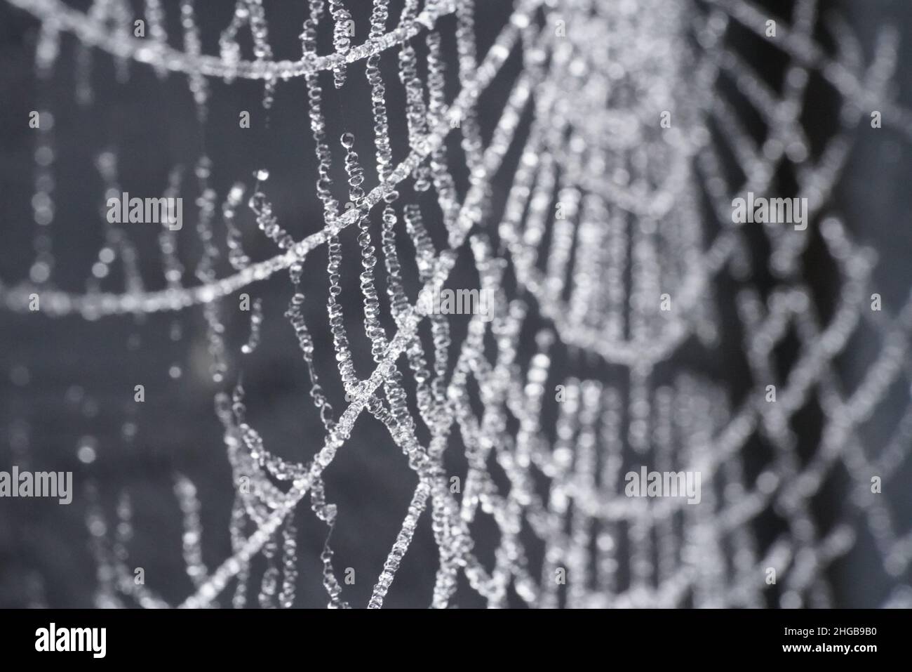 Spiders web with frost Stock Photo