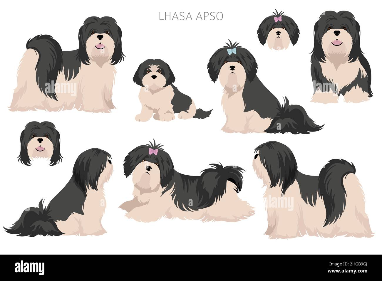Lhasa Apso clipart. Different poses, coat colors set.  Vector illustration Stock Vector