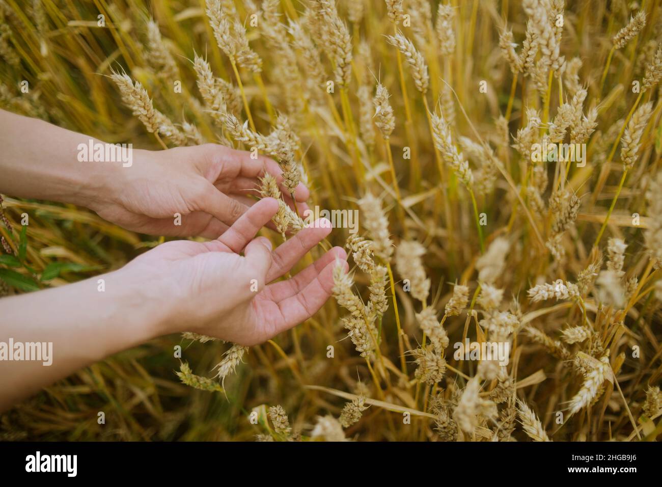Male hand holding a golden wheat ear in the wheat field. A man's hand ...