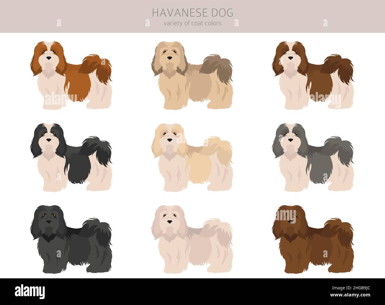 havanese coat colors