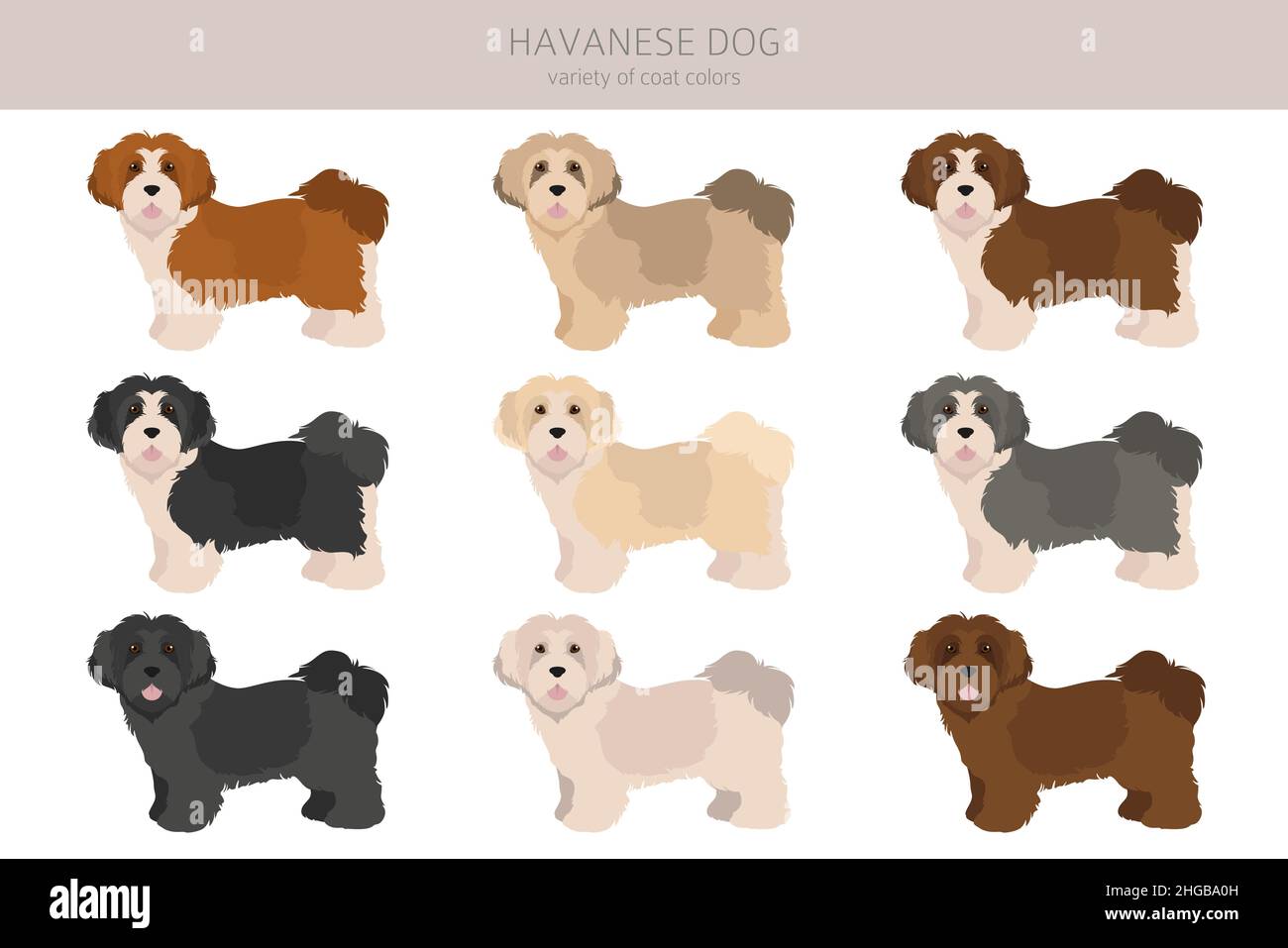 havanese coat colors